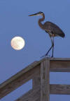 heron at moonrise