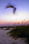 photograph of a heron at moon set