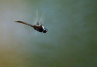dragon fly