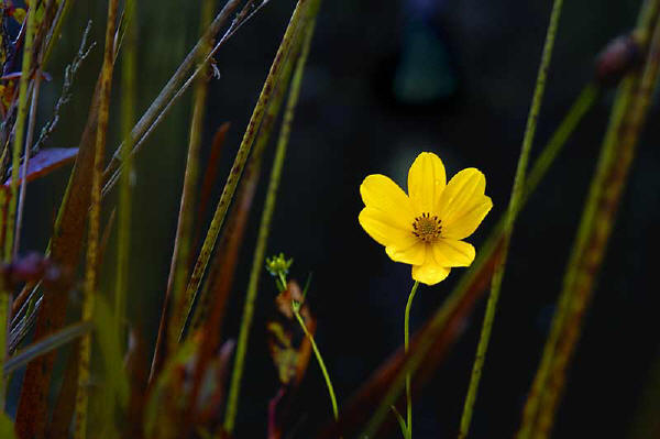 yellow flower in okeefenokee