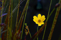 yellow flower in okeefenokee