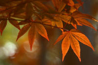 photograph of a japanese maple in pine mountain, ga