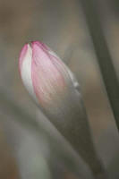 photograph of a white bud in pine mountain, ga