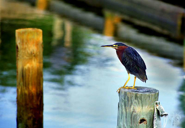 green heron
