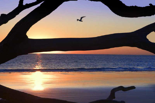 sea gull at sunset on jekyll island