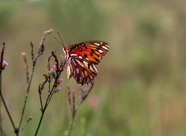 butterfly