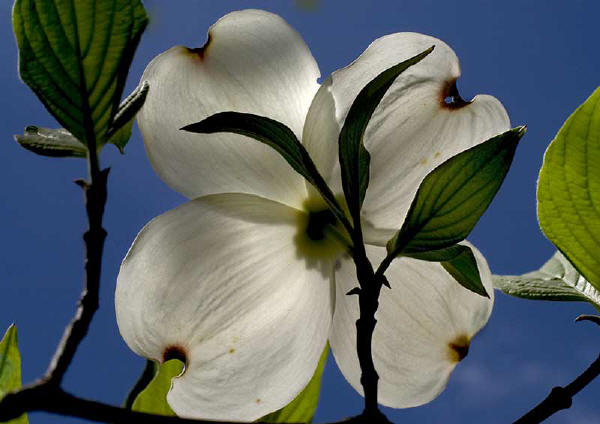 dogwood