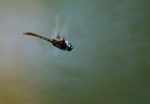 dragon fly