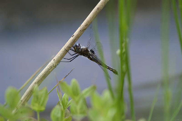 dragon fly