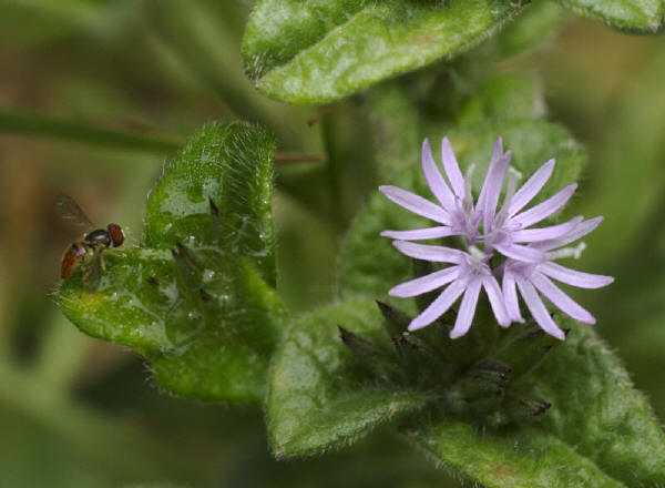 fruit fly on purple flower