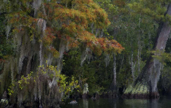 cypress in okeefenokee