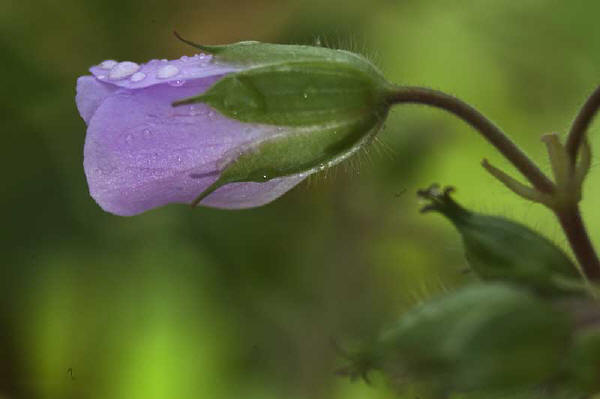 puple flower in pine mountain