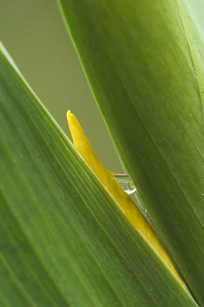 yellow iris in pine mountain