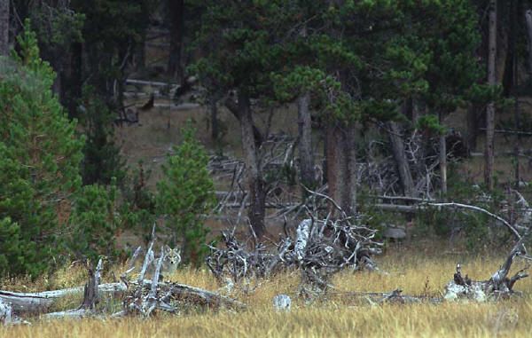 coyote in yellowstone